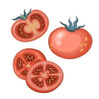 conjunto de tomates. un tomate entero, cortado en un tomate. ilustración vectorial en un estilo plano vector