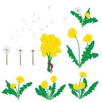 Collection of Vector Dandelion Flowers and Flying Seeds