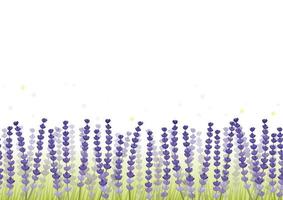 Seamless Floral Background Isolated On A White Background, Vector Illustration. Horizontally Repeatable.