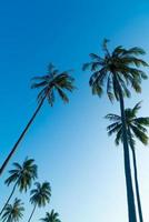 coconut palm tree with beautiful sky photo