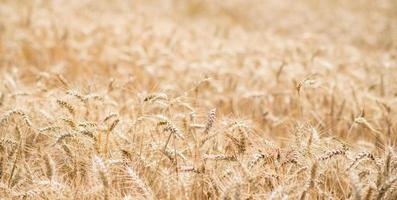 hermoso campo de trigo en verano. tiempo de cosecha. antecedentes foto