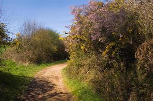 Beautiful footpath on the Santiago Way in Galicia. Big bushes with yellow and lila flowers. Spain. photo