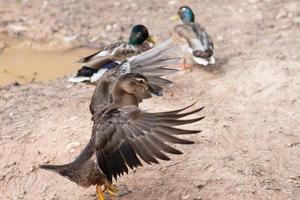 Cerca de un pato mallard moviendo sus alas. Dos patos más en el fondo cerca de un estanque.