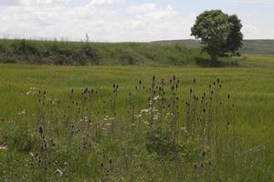 Beautiful rural landscape with green grass with wild flowers and a tree. Soria photo