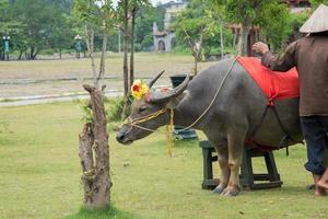 Asian water buffalo decorated with flowers and a red cloth and its owner. Vietnam photo