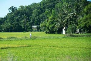 Beautiful landscape in green. Rice fields, forest in the background. A farmer with conical hat dressed in white walking on the field. Vietnam photo