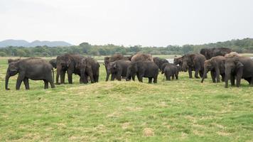 gran grupo de elefantes asiáticos en el parque nacional minneriya en sri lanka. hermoso paisaje verde con un lago foto