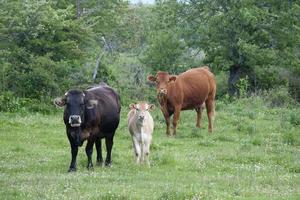 Three cows with different colours on a green field looking to the camera. Soria, Spain photo