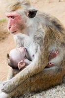 Portrait of adult female monkey with red face and baby during breast feeding. Macaca Sinica, protected specie  of Sri Lanka photo