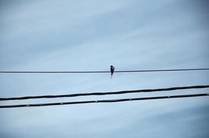 Common swallow on electricity line looking to the left. Blue sky with clouds. photo