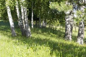 Birch grove on a Sunny summer day. photo