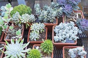 many prickly cacti of different shapes and sizes, potted, seedlings, shop, exhibition