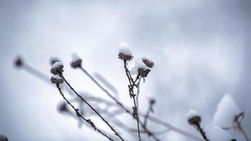 dry flowers in the snow photo