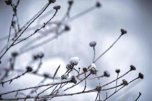 dry flowers in the snow photo