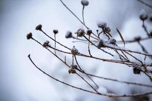 dry flowers in the snow photo