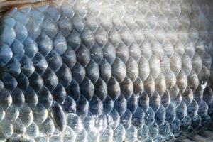 Fish scales abstract texture. Surface backdrop. Scale effect pattern. Natural background. photo