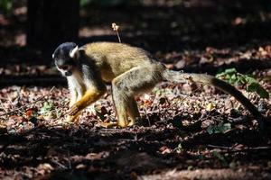 Bolivian Squirrel Monkey. Mammal and mammals. Land world and fauna. Wildlife and zoology.