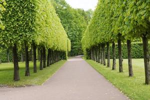 Tsarskoye Selo Pushkin, St. Petersburg, alley in the Park, trees and shrubs, walking paths. photo