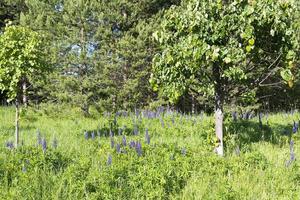 Lupine flowers on a background of green grass photo
