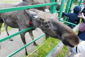 Elk in the reserve in Kostroma. June 11, 2018. photo