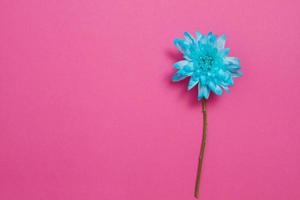 Blue summer flowers composition isolated on pink background. Mother and women day. Valentine holidays concept. Top view and copy space. Blank template and mock up. Flower season photo