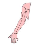 Medical drawings , arm musclesl vector