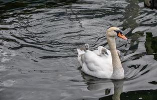 Wild animals , the native fauna of a region.Swan photo