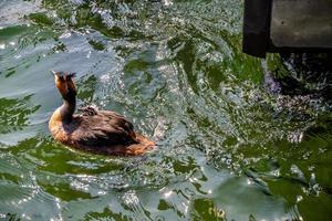 Wild animals , the native fauna of a region.Great crested grebe photo