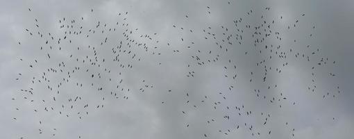 una gran bandada de pájaros volando en el cielo foto