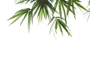 Natural theme background, bamboo leaves on white background. photo
