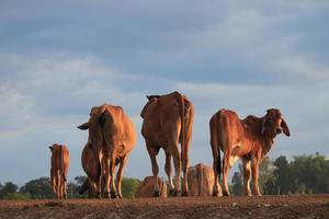 una manada de ganado en el campo al atardecer. foto