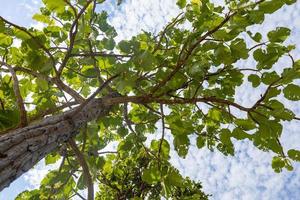 Fresh green trees in the bright blue sky. photo