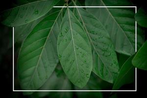 Creative layout made of natural green leaves with white rectangle frame . Flat lay. Nature concept photo