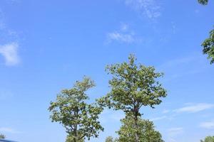 Fresh green trees in the bright blue sky. photo