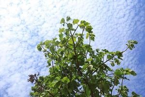 Fresh green trees in the bright blue sky. photo