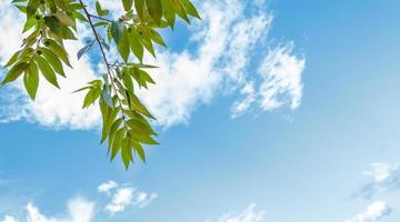 hojas de color verde brillante en el cielo azul, fondo natural foto