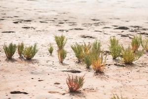 algas rojas en el momento del primer plano de la marea. textura de algas exóticas. hierba de colores foto