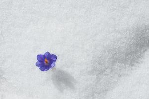 The first flowers - crocuses break from under the snow. photo