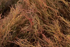 Red algae at the moment of tide close-up. Texture from exotic algae. Colorful grass photo