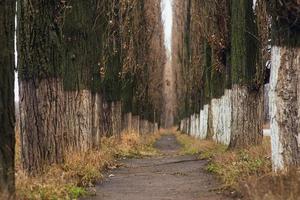 callejón místico, misterioso, estrecho entre árboles altos foto