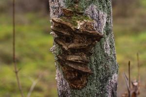 Fungus-parasite on the trunk of a tree - trunker photo