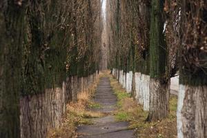 callejón místico, misterioso, estrecho entre árboles altos foto