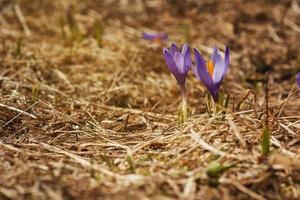 A bush of several crocus flowers that blooms among dry grass. Close-up photo