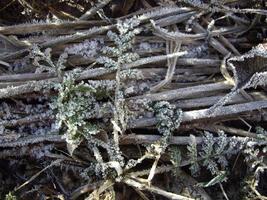 Details of frozen plants in ice and snow photo