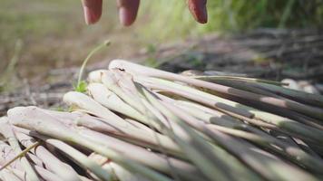 Close up a lot of lemongrass, preparing ingredient for cooking thai food. Picking and Putting lemongrass in the ground. Thai herb concept video
