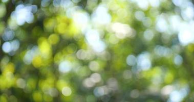 bokeh de feuille verte avec la lumière du soleil video