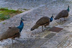 peacocks strolling through the streets photo