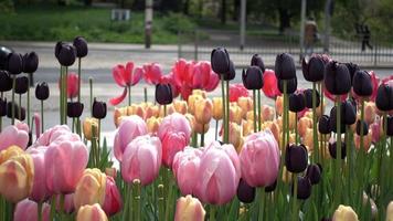 Black tulips on the street of Wroclaw - Spring Poland video