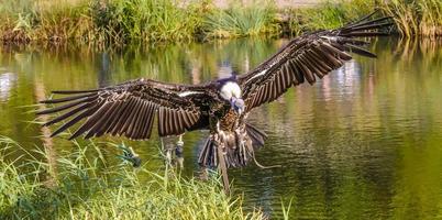 Condor landing, spreading wings