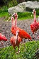 Red ibis on grass photo